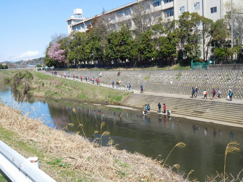 バックの建物は市ヶ尾高校です　青空に桜が綺麗ですね