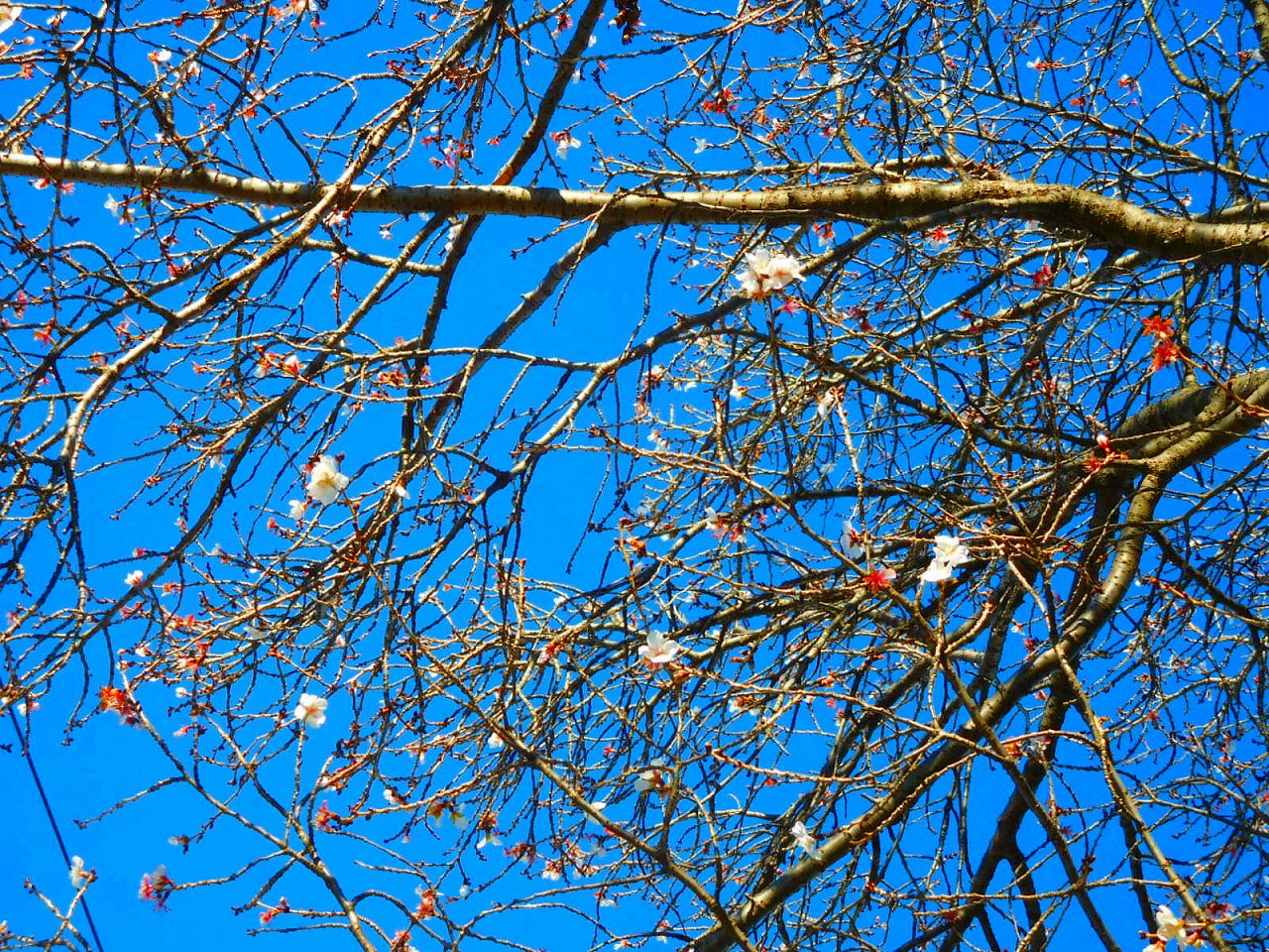 医薬神社鳥居前の桜の木にはチラホラと咲いてました