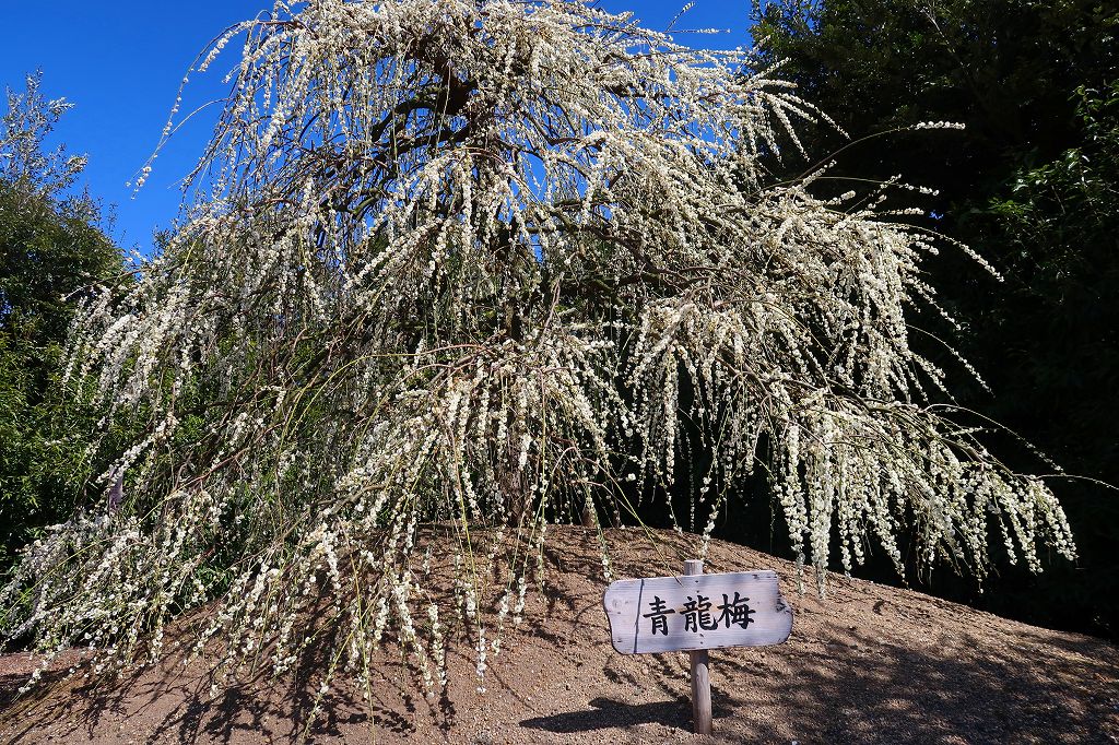 鈴鹿の漏れの梅