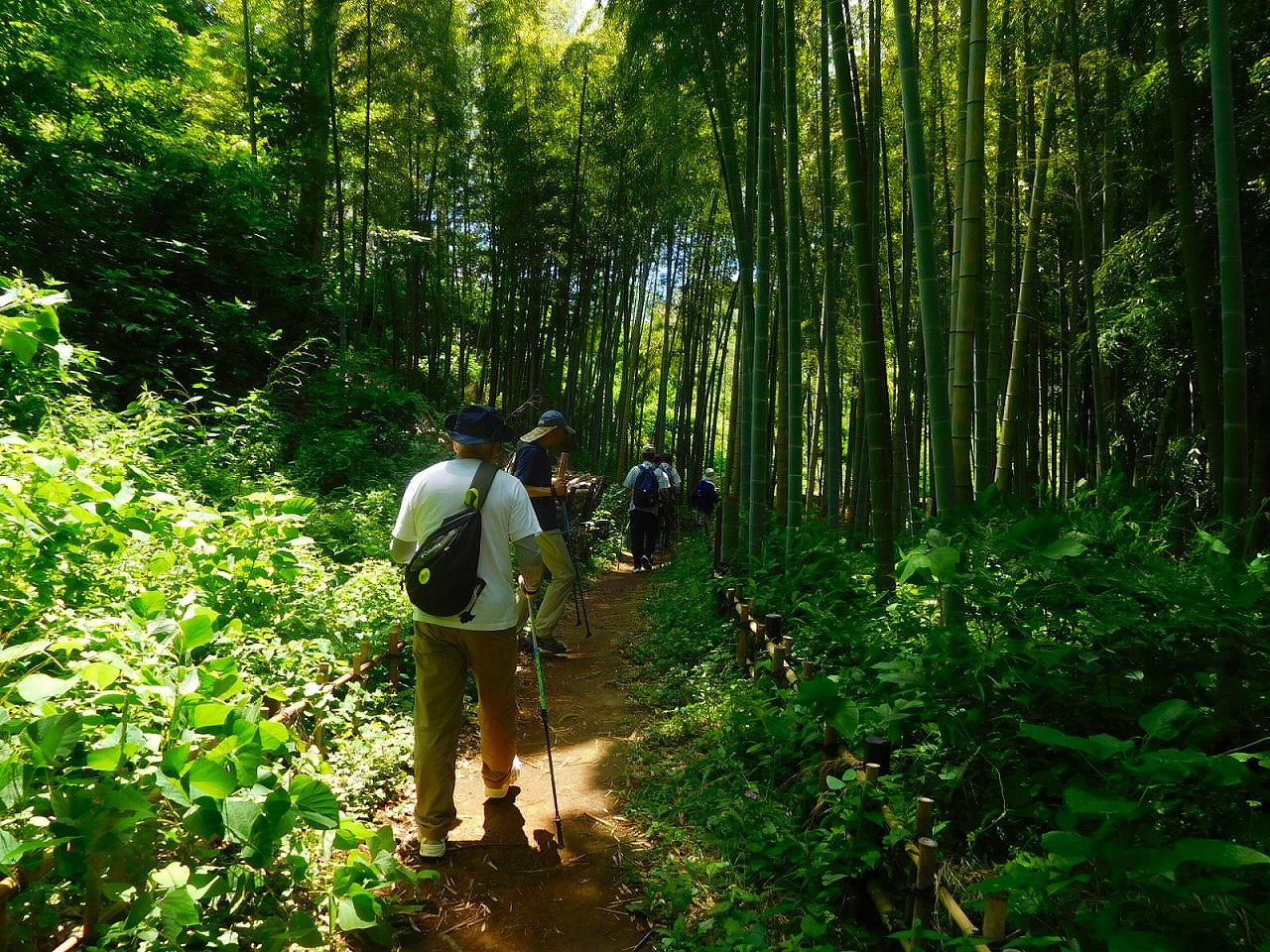 竹林に入ってきました