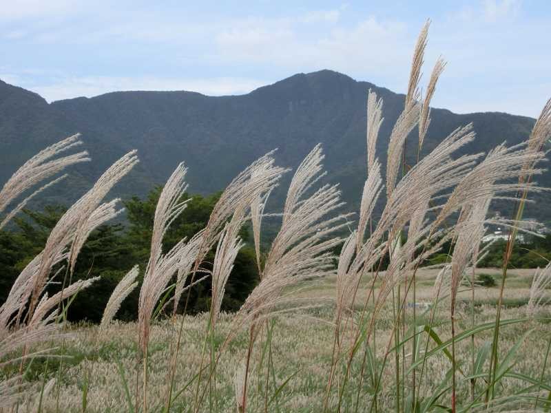 風に揺れるススキ　遠くの山は　!!