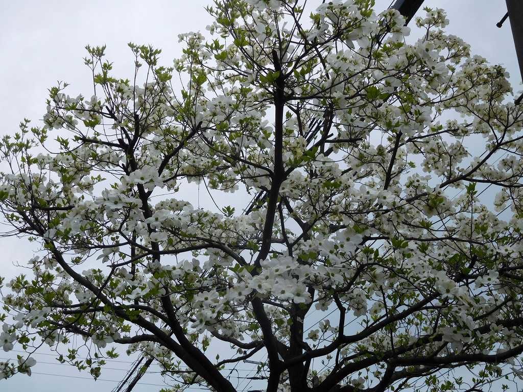 花水木もこの樹は良く咲いていた