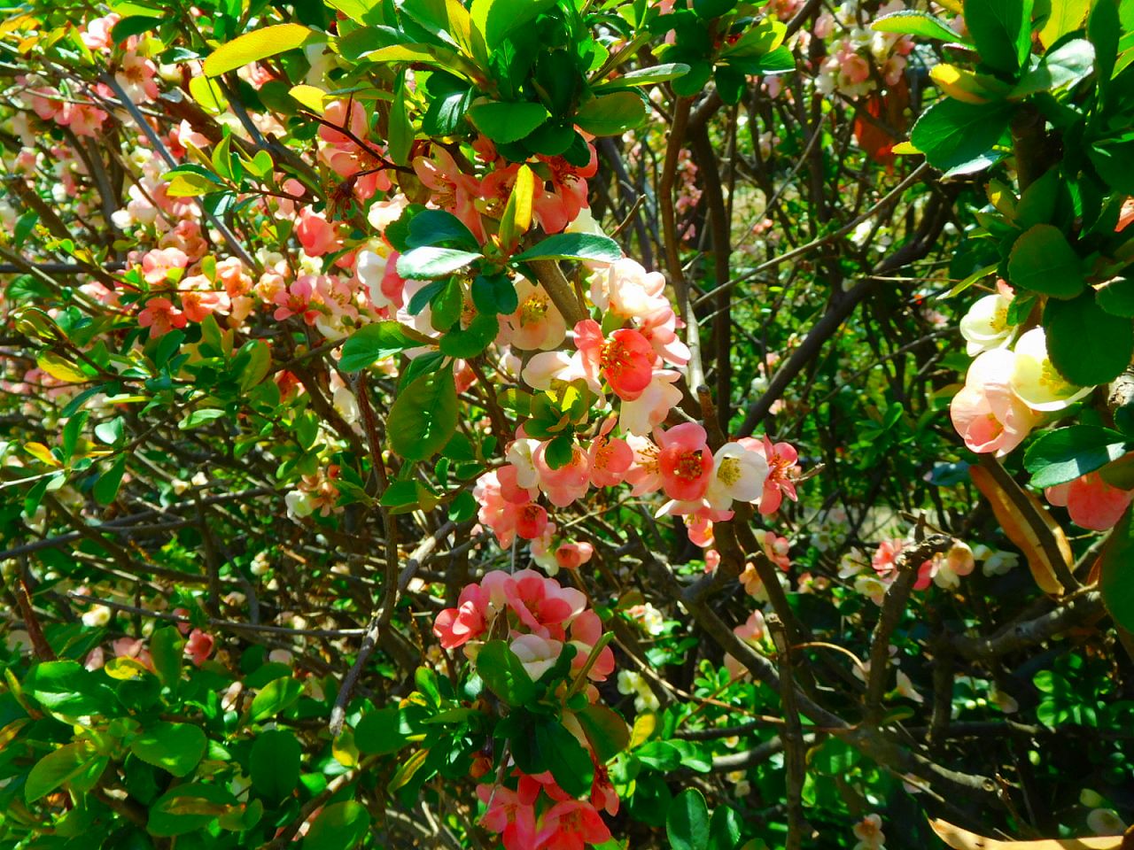 小屋の入り口過ぎには色合いの良い木瓜の花