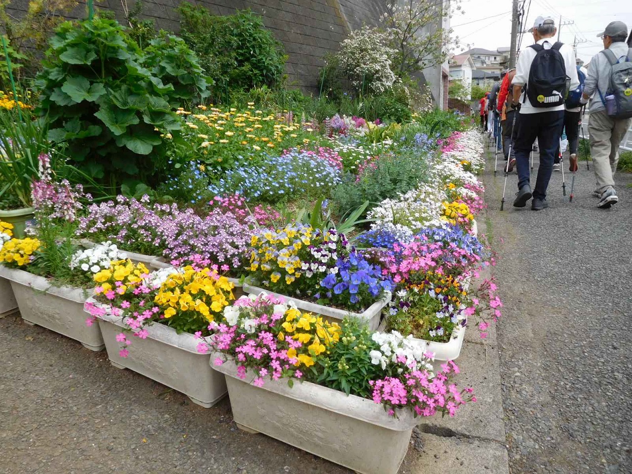 手入れ十分なお花好きのお宅の花壇も様々な花が満開