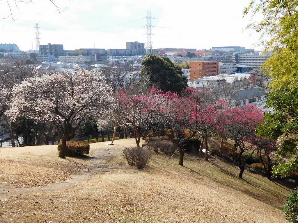 紅梅・白梅と都筑区・青葉区の景観