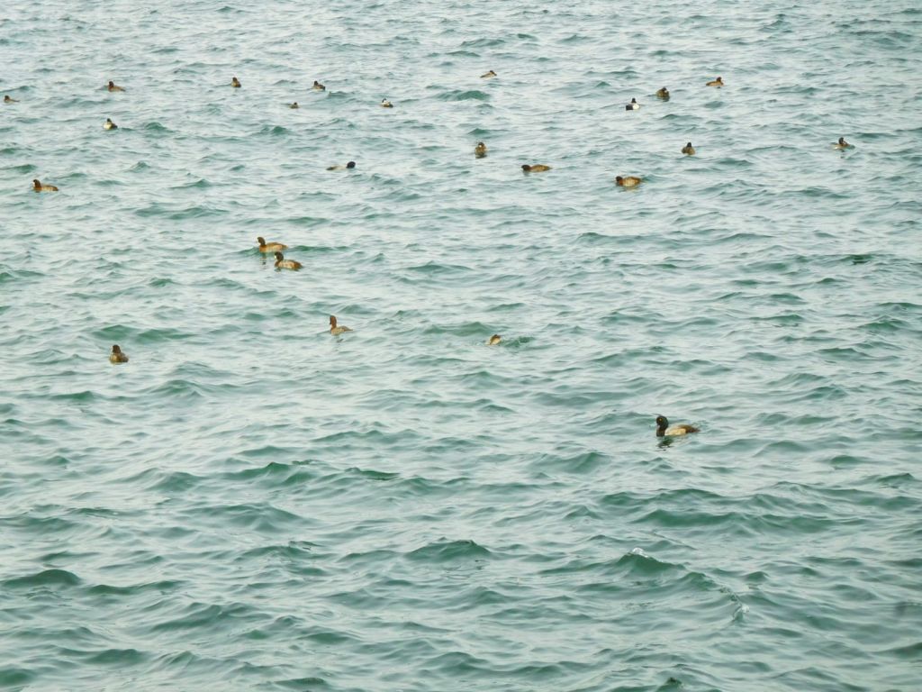 海には水鳥が沢山いました