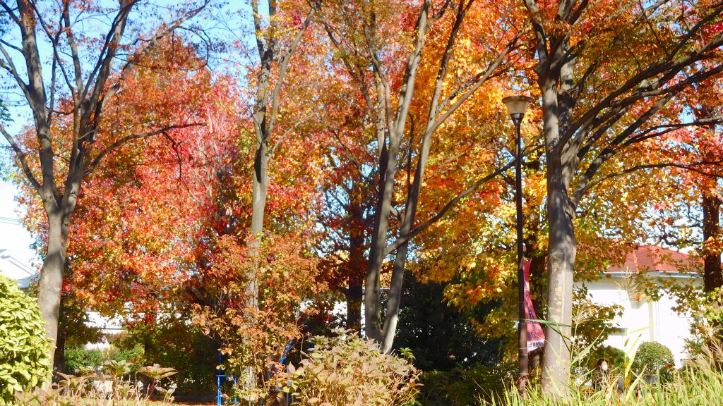 小黒公園の紅葉