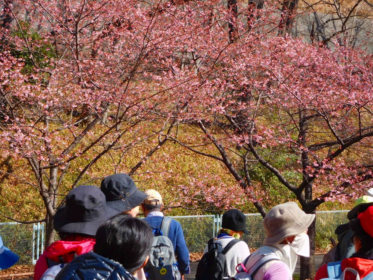 河津桜のピンク素晴らしいですね