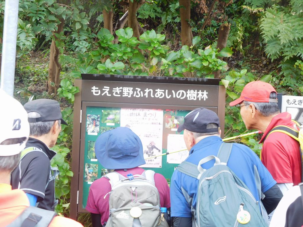 もえぎ野ふれあいの樹林で咲いている花の確認