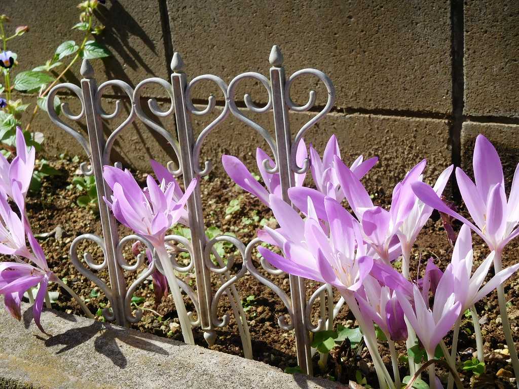 「コルチカム」の花　珍しいですね。沢山咲いていました。