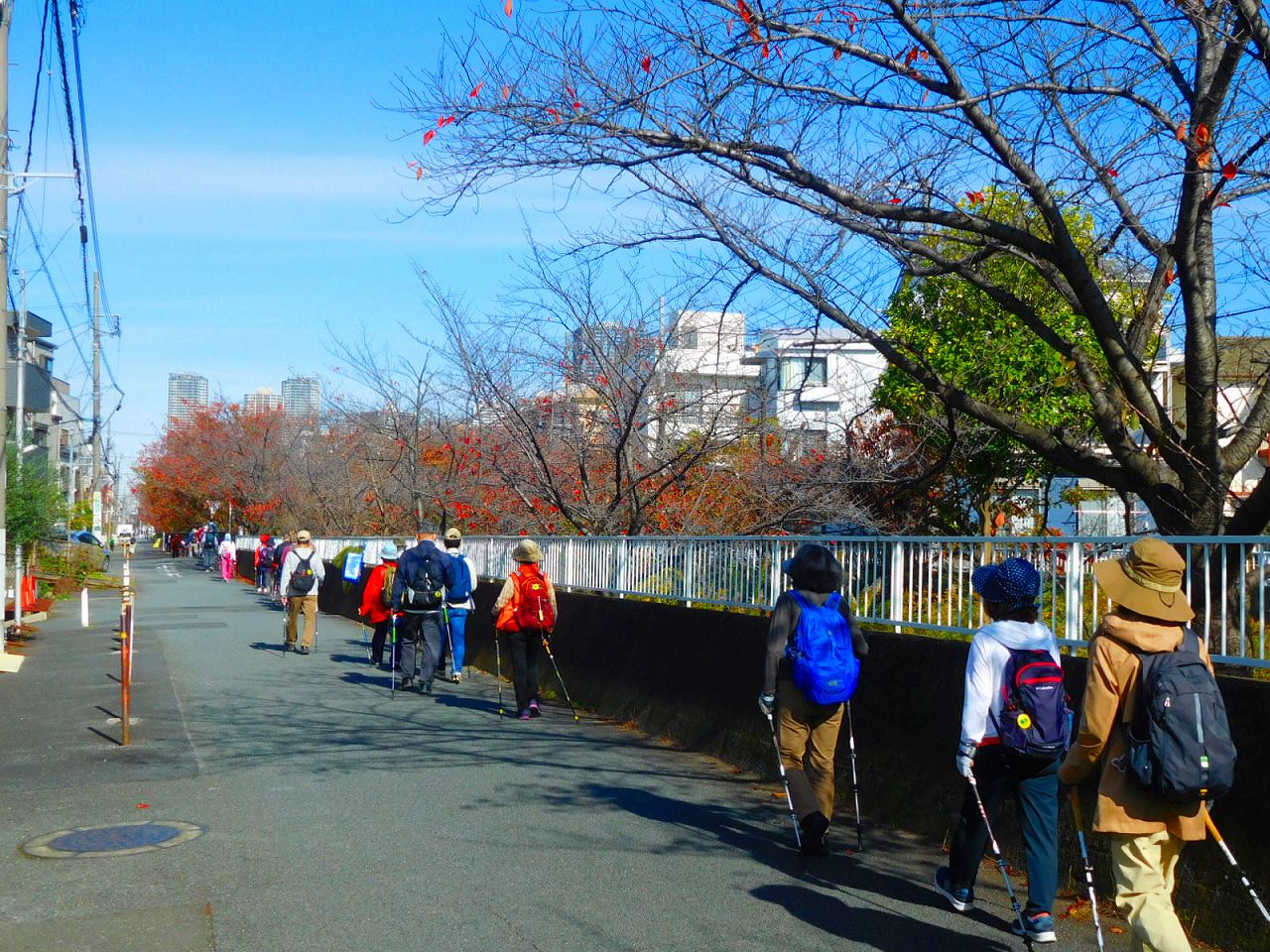 渋川の桜並木の始まり