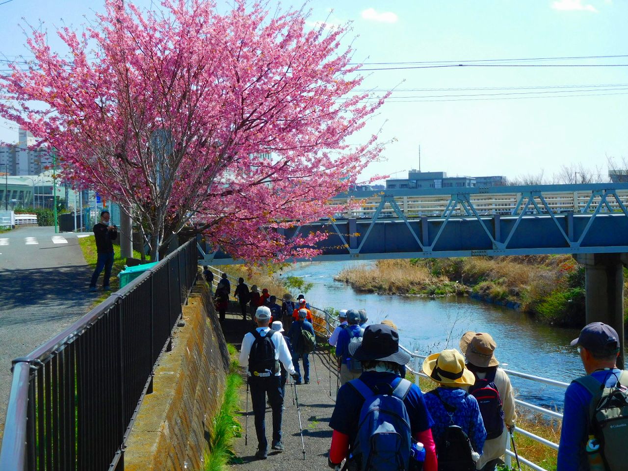 市ヶ尾高校横の桜は満開です