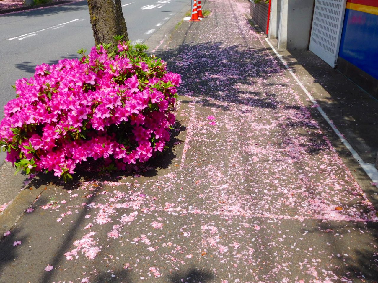 八重桜が散った花弁で歩道がピンクに染まっています