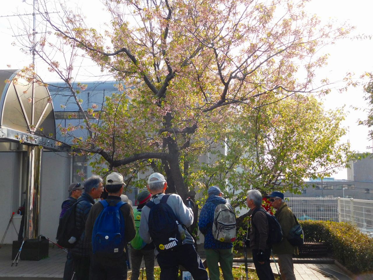 藤が丘地区センターのヒマラヤ桜