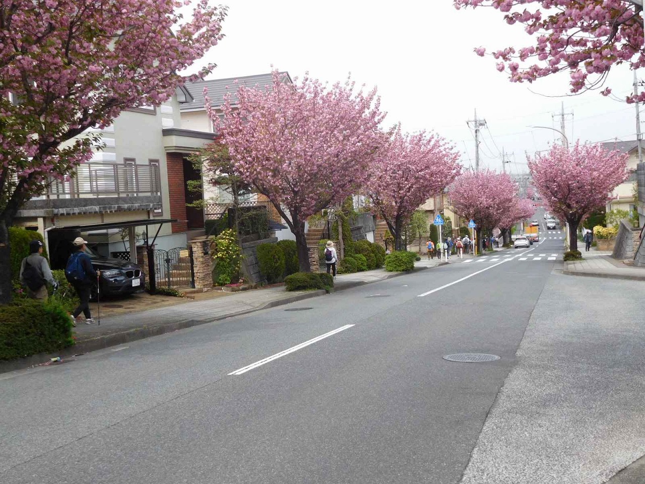 ここから両側は八重桜で楽しめる道です　満開の八重桜きれいです