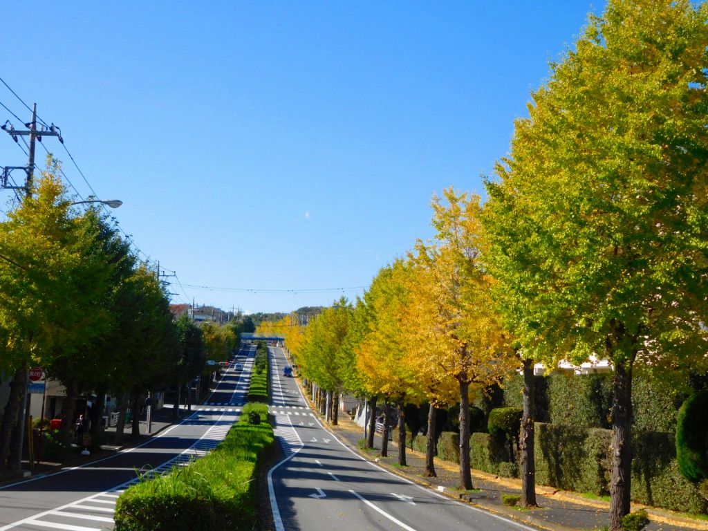 この地区の街路樹の紅葉も綺麗ですよ