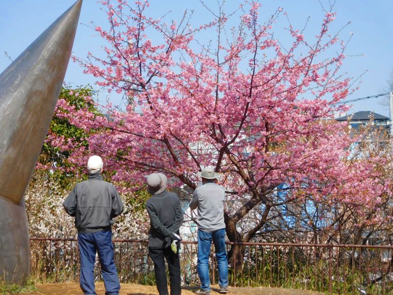 下田町4丁目公園の河津桜は満開です