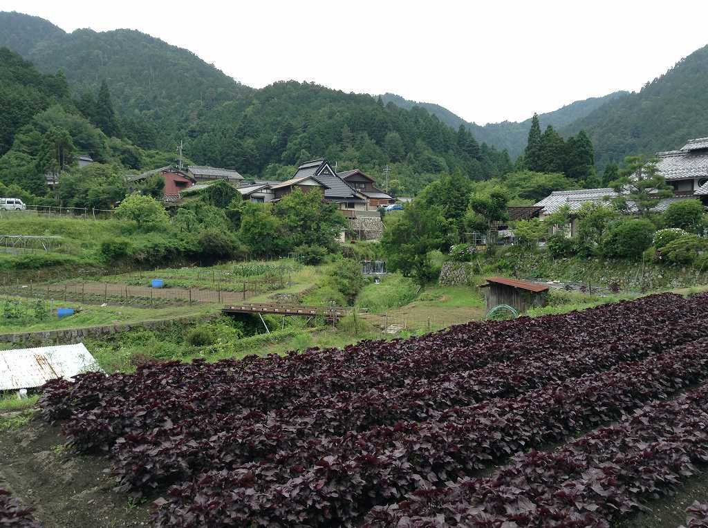 大原の田園風景　手前は紫蘇畑