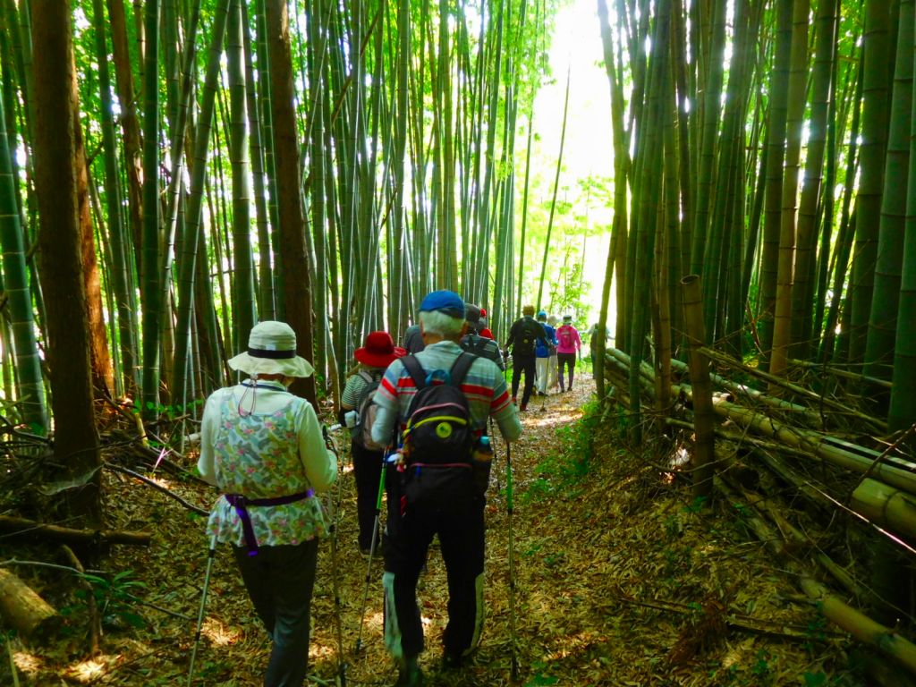 二班もそろそろ竹林を出ます