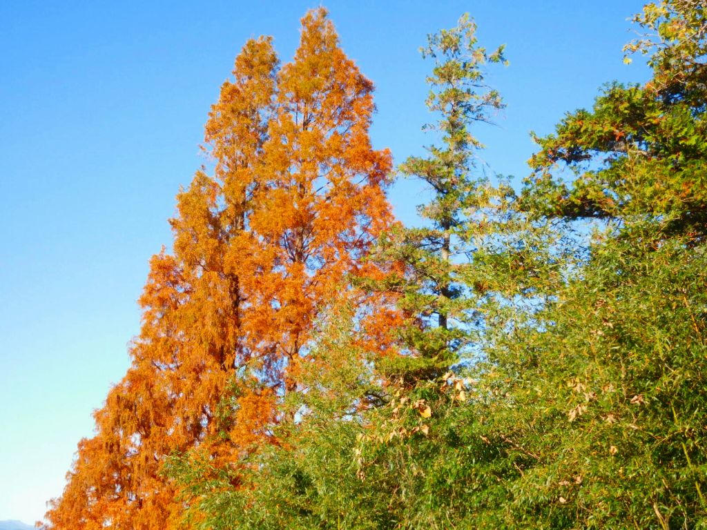 集合場所へ行く途中のメタセコイヤも紅葉しています