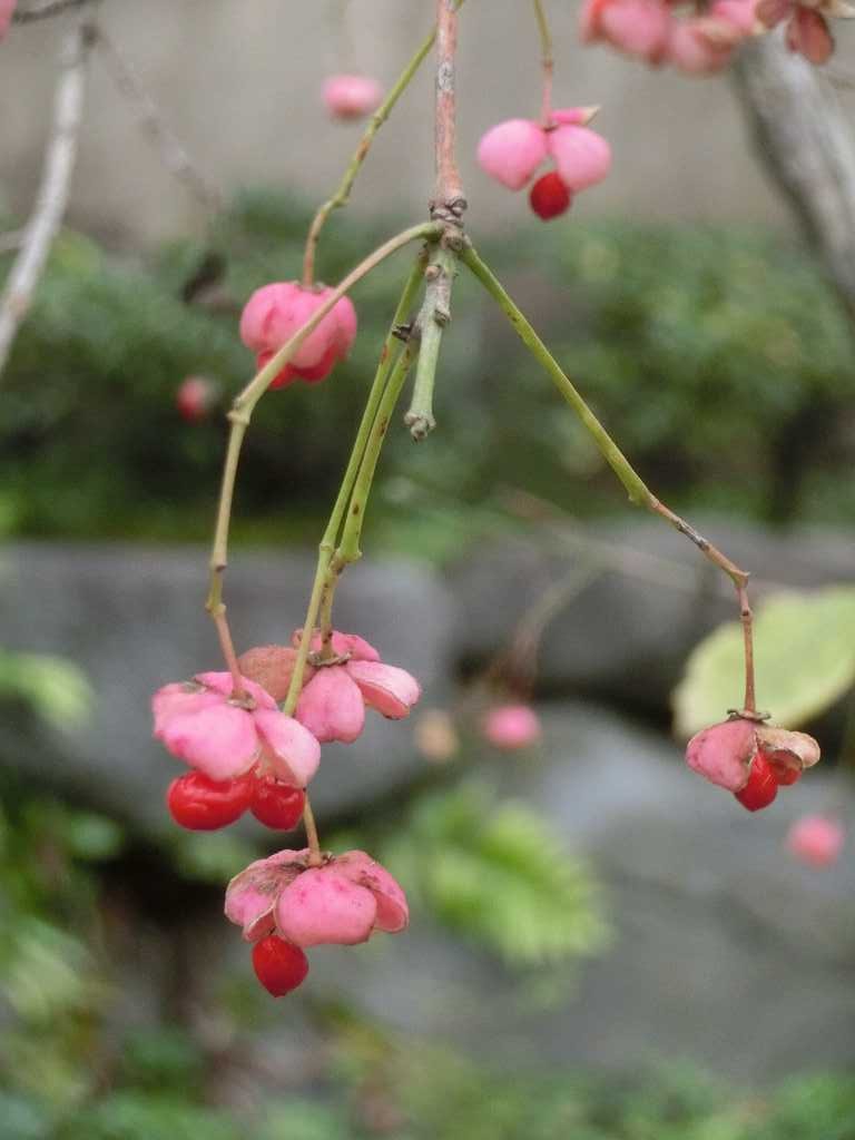 「日本庭園」入口には「まゆみ」の写真を撮る人が群がっていました