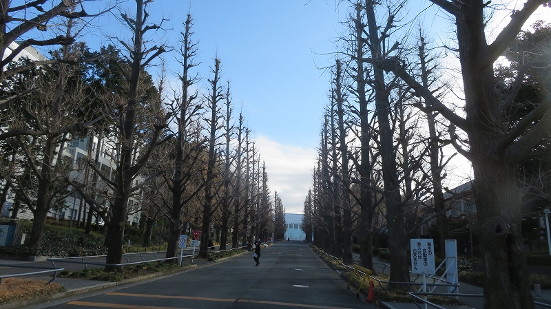 慶應大学の銀杏並木もすっかり落葉して