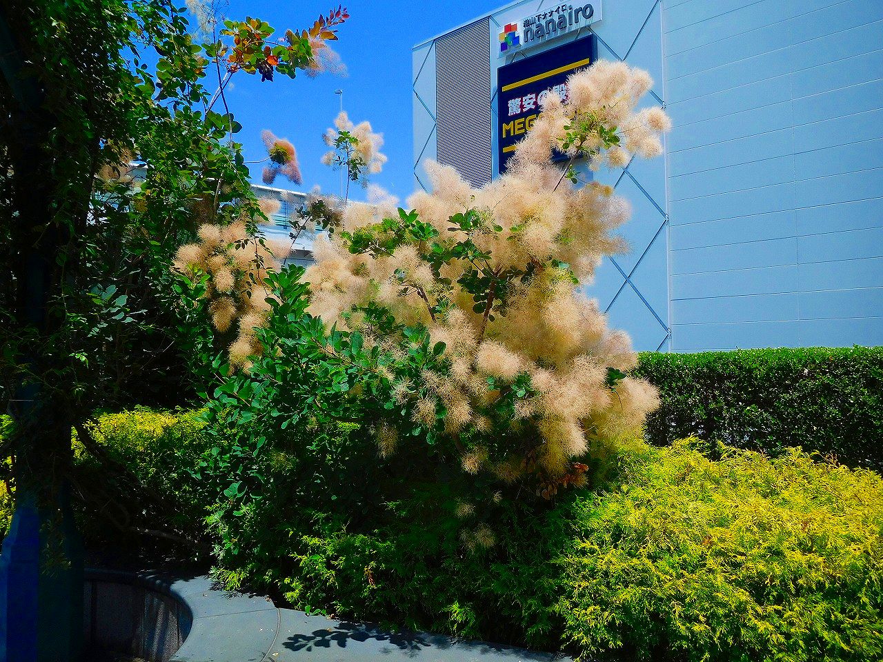 スモークツリー