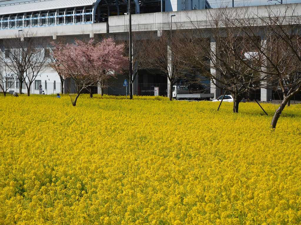 菜の花畑