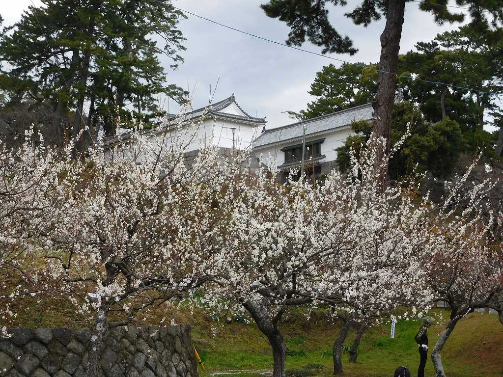 城内の梅・梅