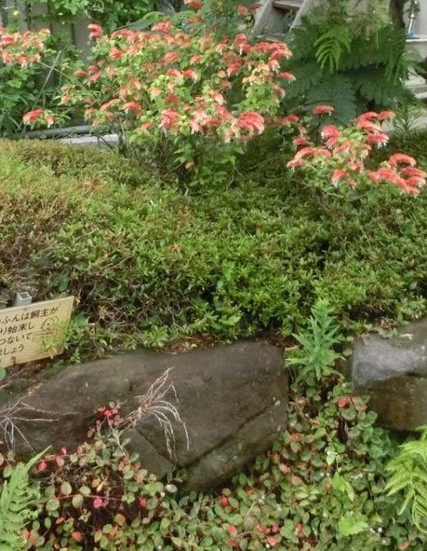 佐江戸公園付近の花々　「小海老草」