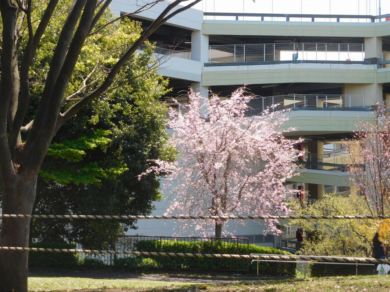 吾妻山の桜も満開