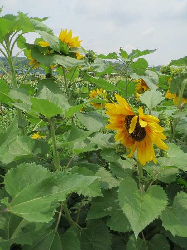 寺家町ではひまわりも大きく咲いています