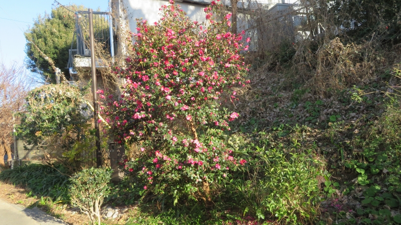 この時期唯一の山茶花