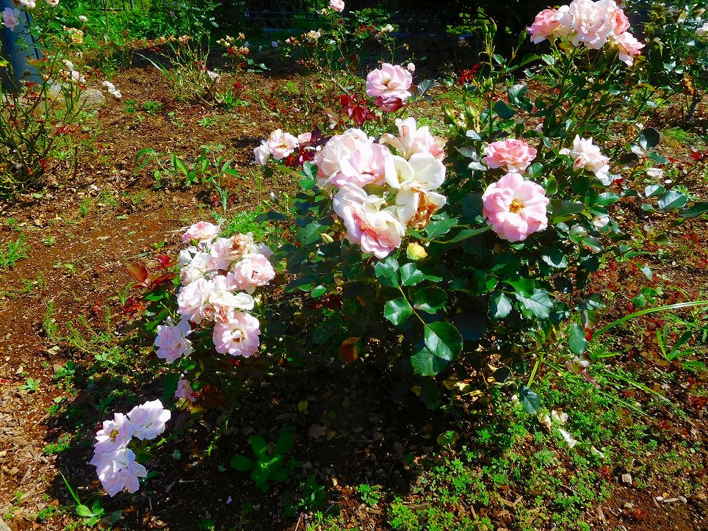 同公園の花壇