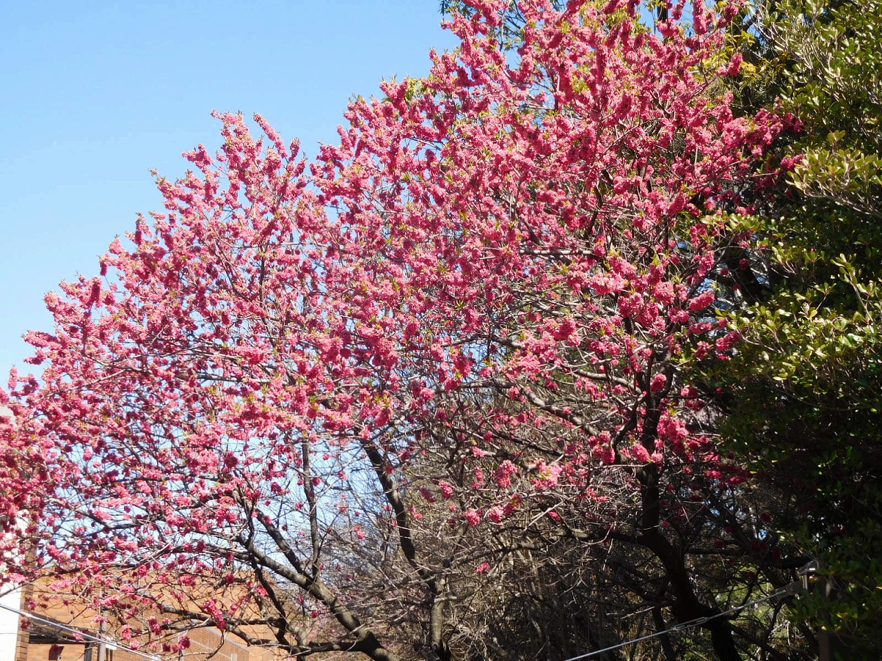 曙口を入って右手に寒緋桜が咲いていた