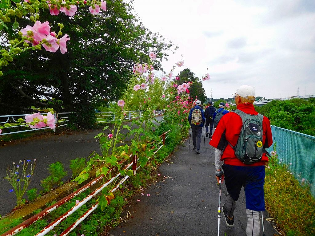 葵の花を愛でながら進む