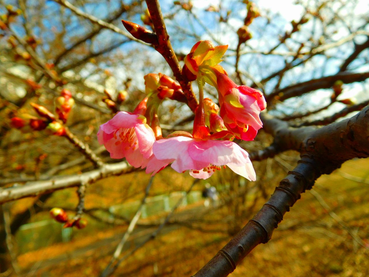 河津桜が数輪咲いていました　一番喜んだのは・・・