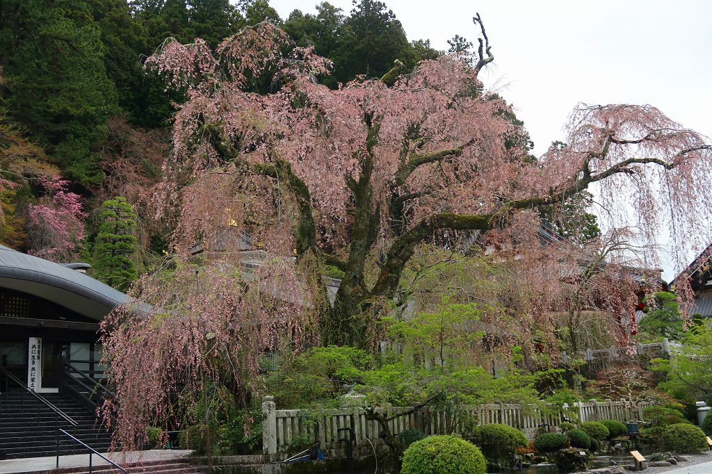 久遠寺の桜