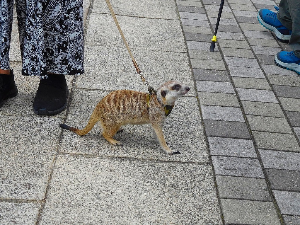 ミーアキャットを連れて散歩中のご婦人と遭いました