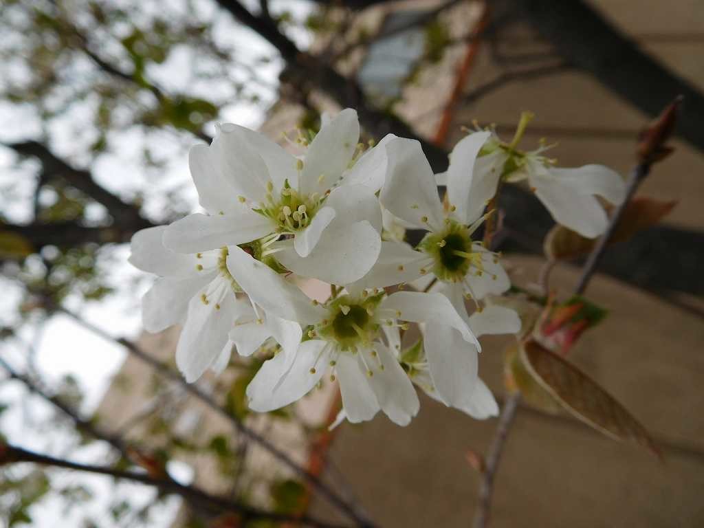 大場みすずが丘地区センターの「セイヨウザイフリボク」の花