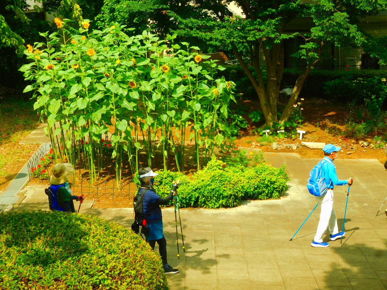 公園内花壇の向日葵を見ながらスタート