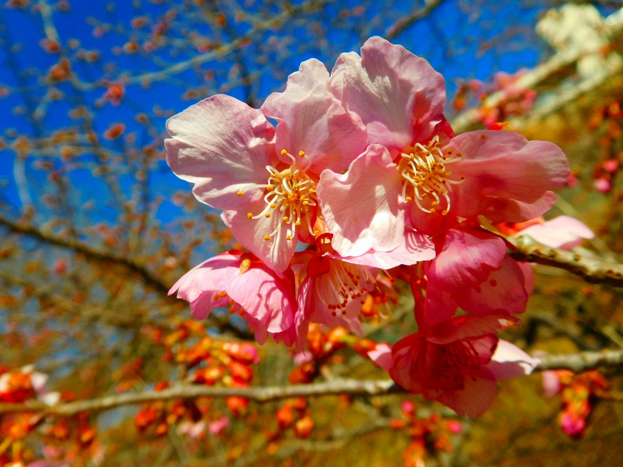 河津桜　が咲いてますよ