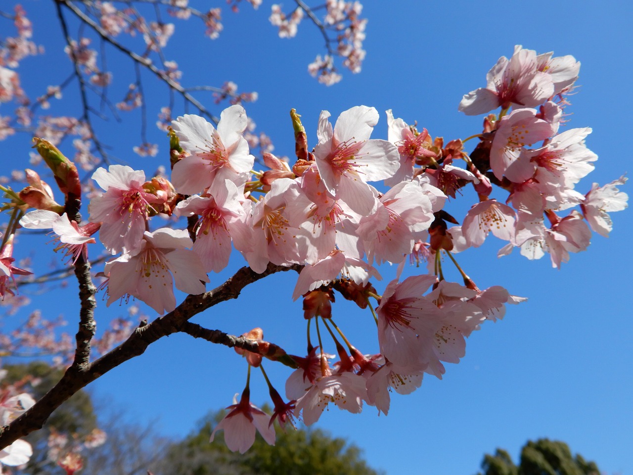 修善寺寒桜