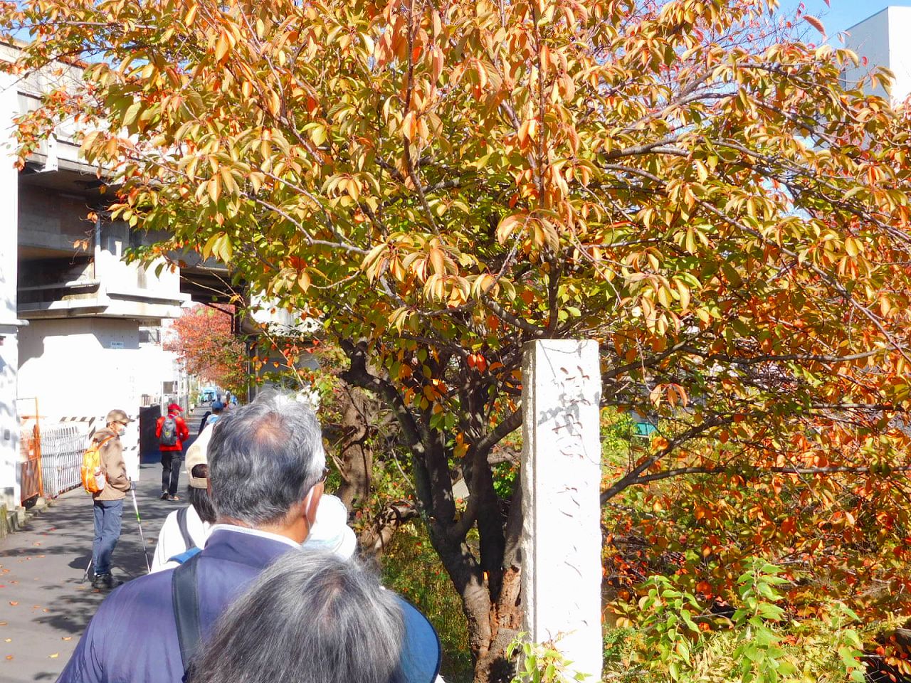 渋川住吉ざくら並木　紅葉が綺麗ですが最盛期は少し過ぎてます