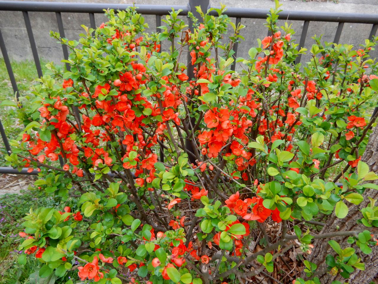 谷本せせらぎふれあいの道は花街道です　先ずは木瓜の花