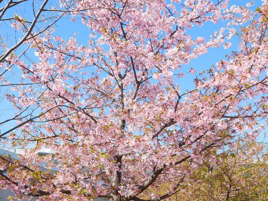 川和駅傍の桜