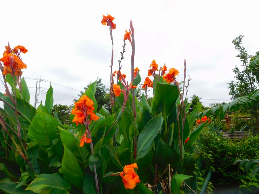 隣のカンナは今からは花の盛りと背を伸ばしています