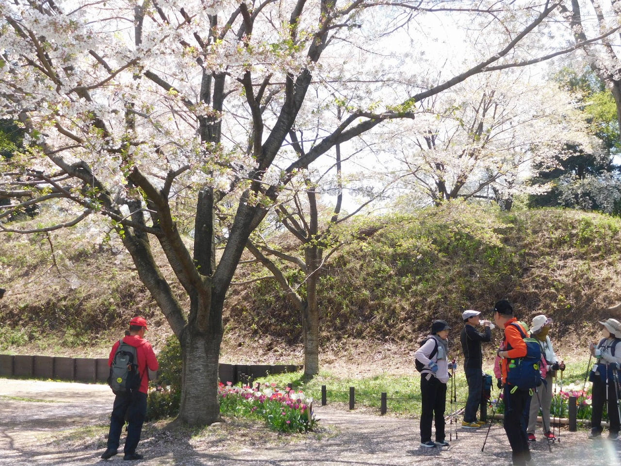城址公園の桜とチューリップ