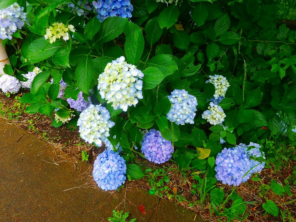 紫陽花は満開