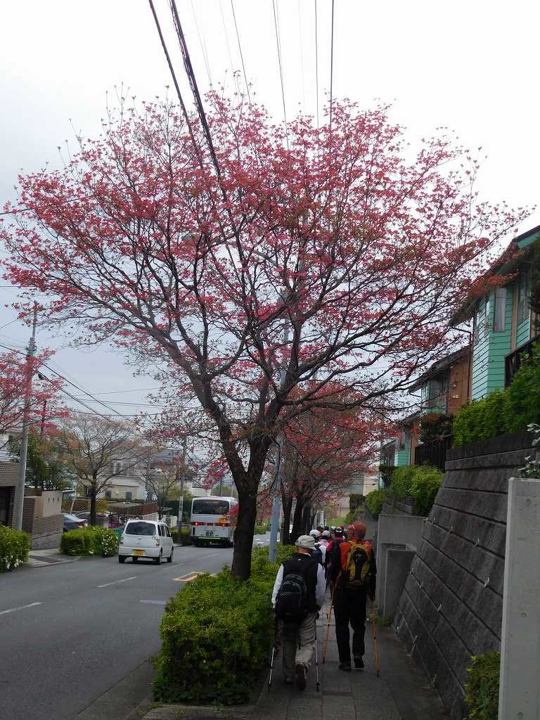 慶應付属小学校前の通りの花水木街路樹